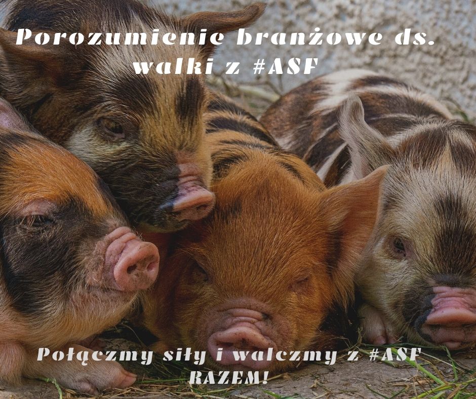 Branżowe porozumienie do spraw walki z ASF